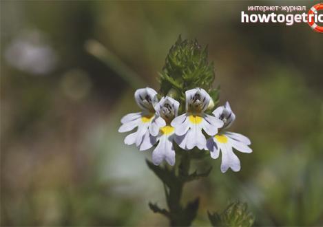 Medicinal herb eyebright, use at home for prevention and medicinal purposes Eyebright medicinal use