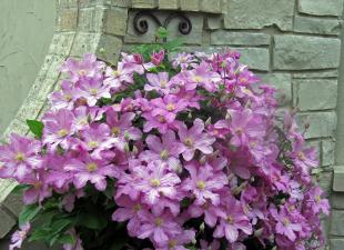 Clematis - a representative of perennial plants on the balcony