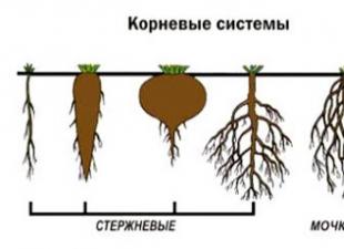 Definition of the root and its functions