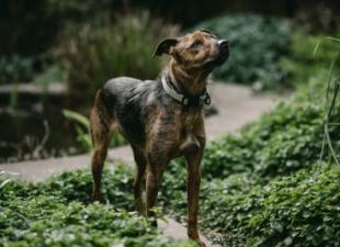 Symptoms and treatment of joint diseases in dogs