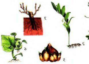Вегетативное размножение растений Функция вегетативного размножения