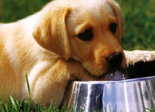 What can and cannot be fed to a Labrador?